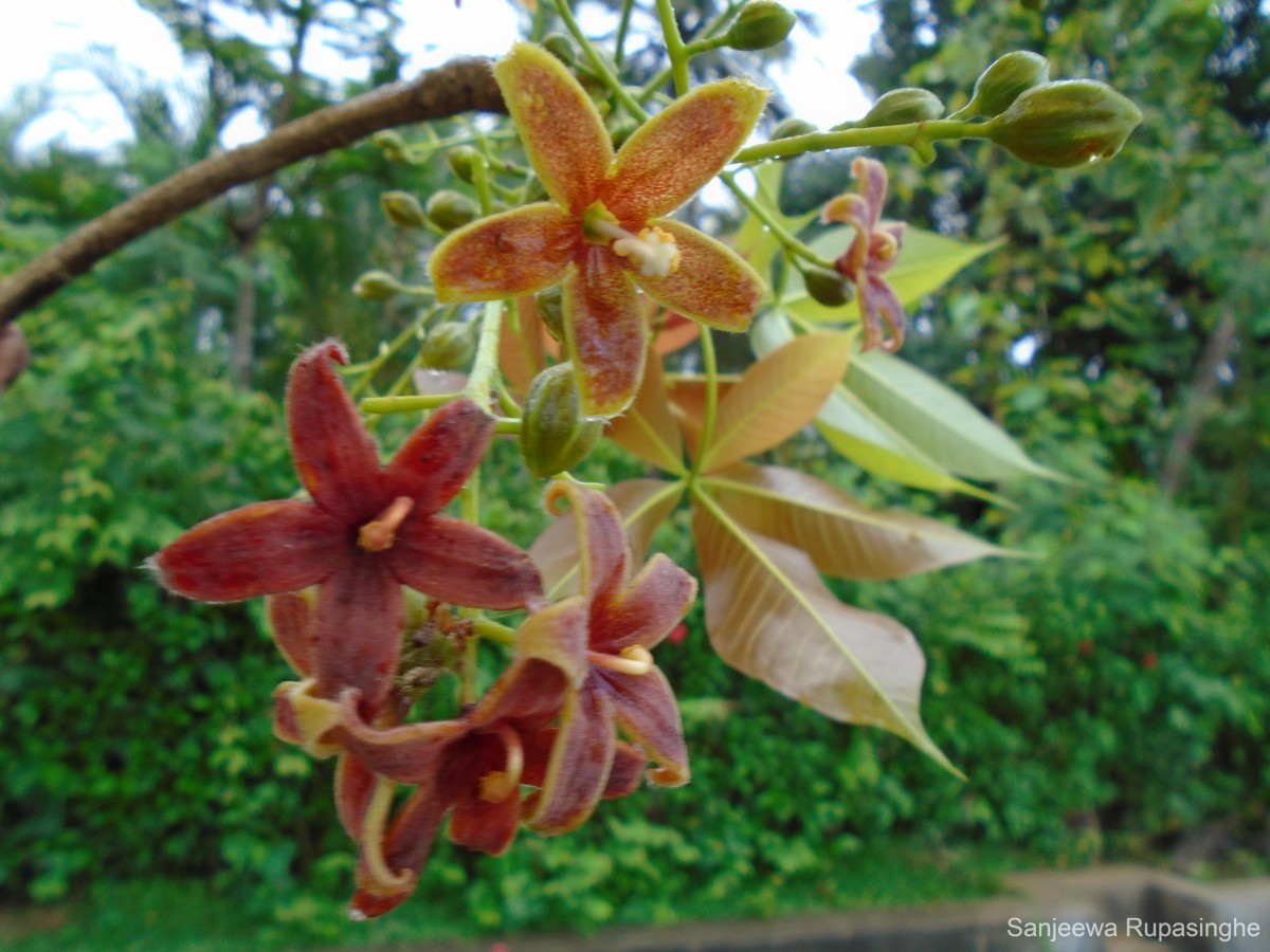 Sterculia foetida L.